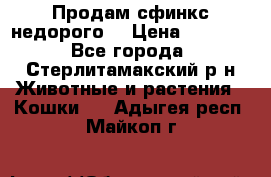 Продам сфинкс недорого  › Цена ­ 1 000 - Все города, Стерлитамакский р-н Животные и растения » Кошки   . Адыгея респ.,Майкоп г.